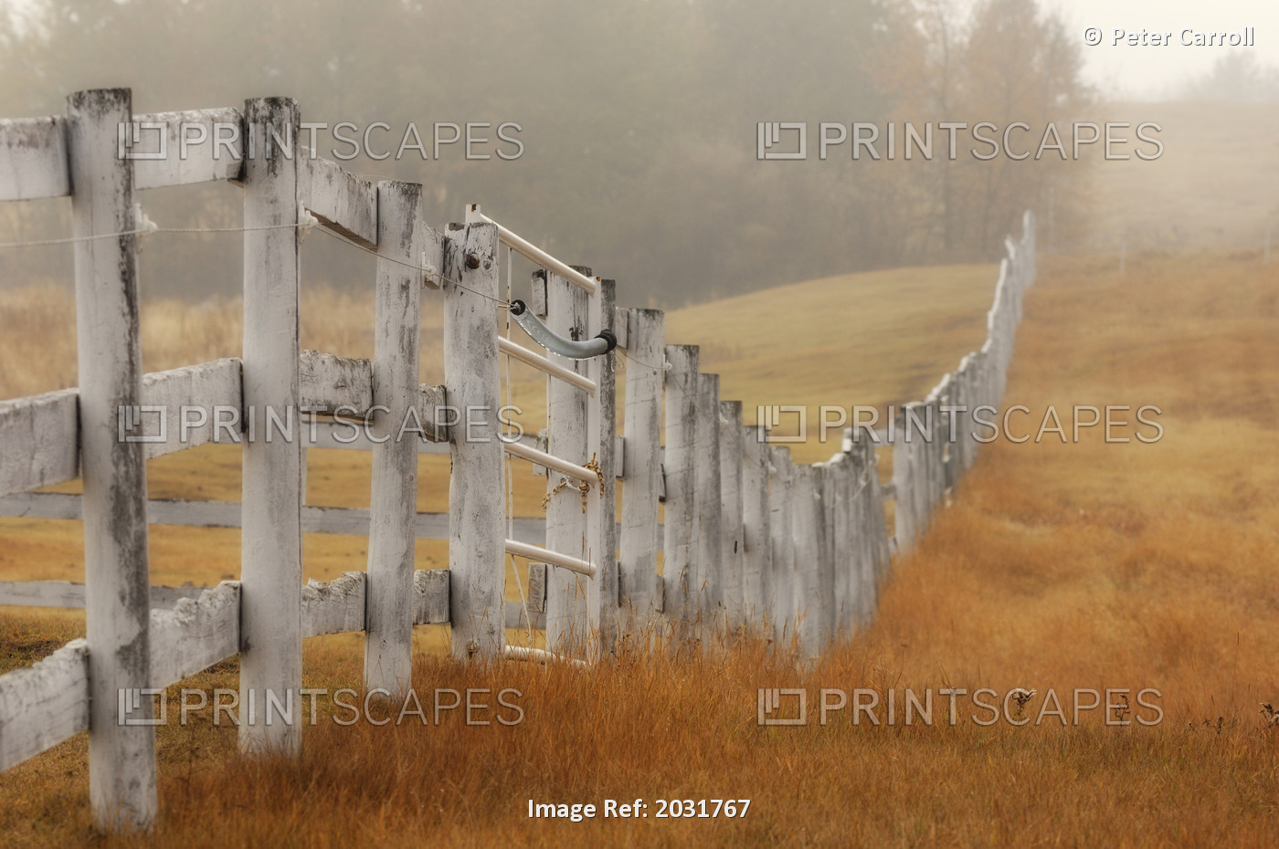 Farm Fence On Foggy Autumn Day, Strathcona County, Alberta