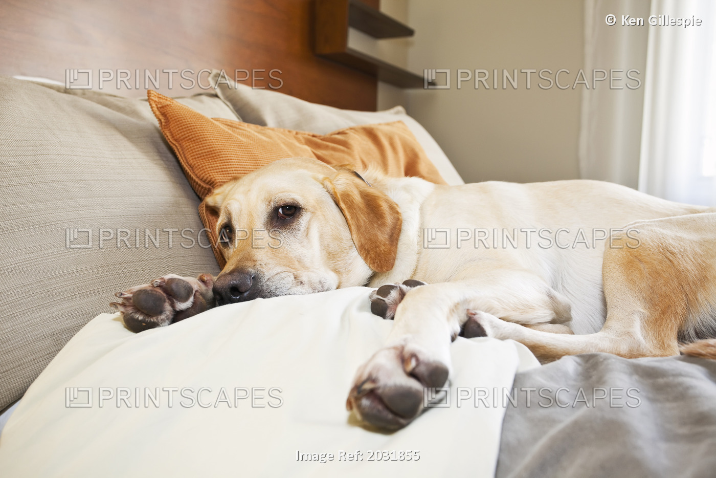 Artist's Choice: Young Male Yellow Labrador Retriever Lying On Hotel Room Bed, ...