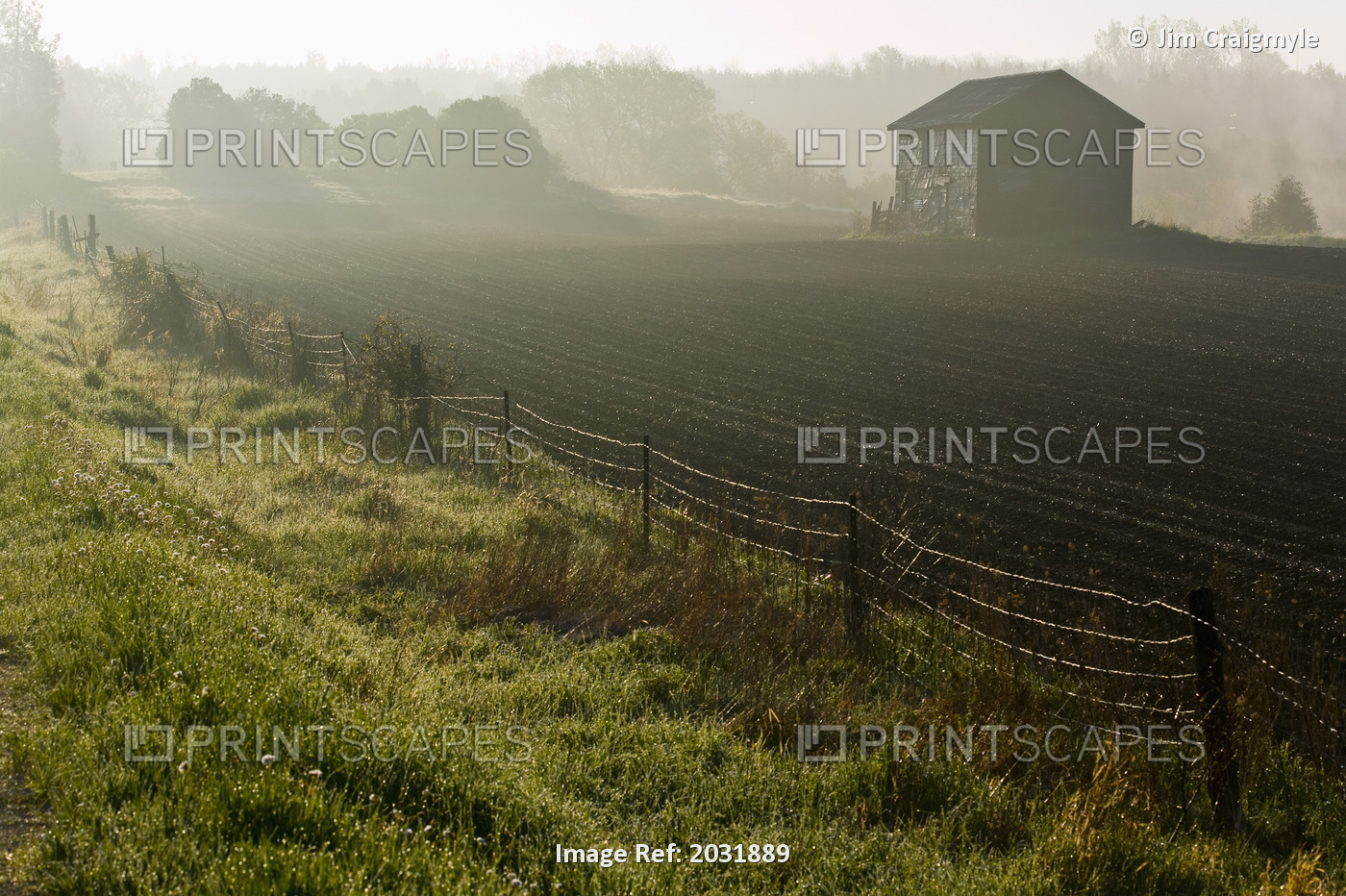 Morning Mist Over Field And Outbuilding, Bradford, Ontario
