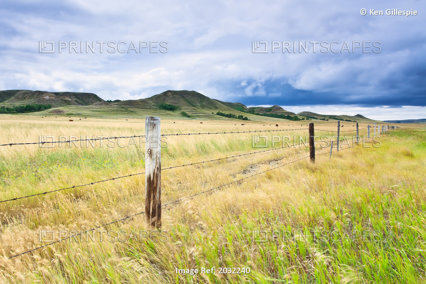 Artist's Choice: Fence And Pasture On Farm, Big Muddy Badlands, Saskatchewan