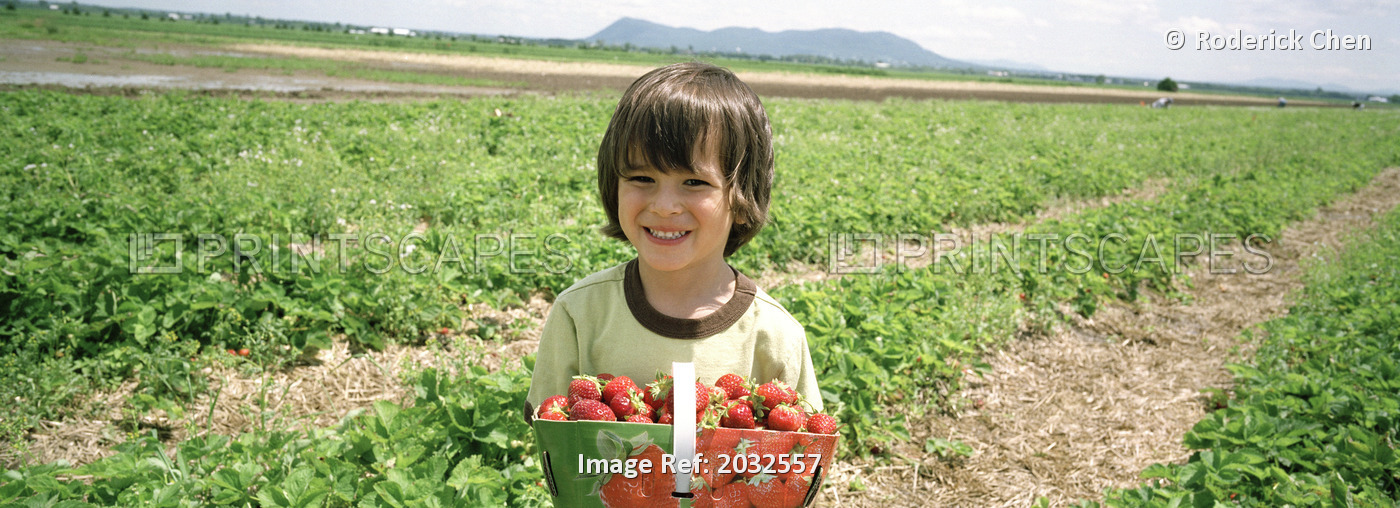 Boy Strawberry Picking, Rougemont, Quebec