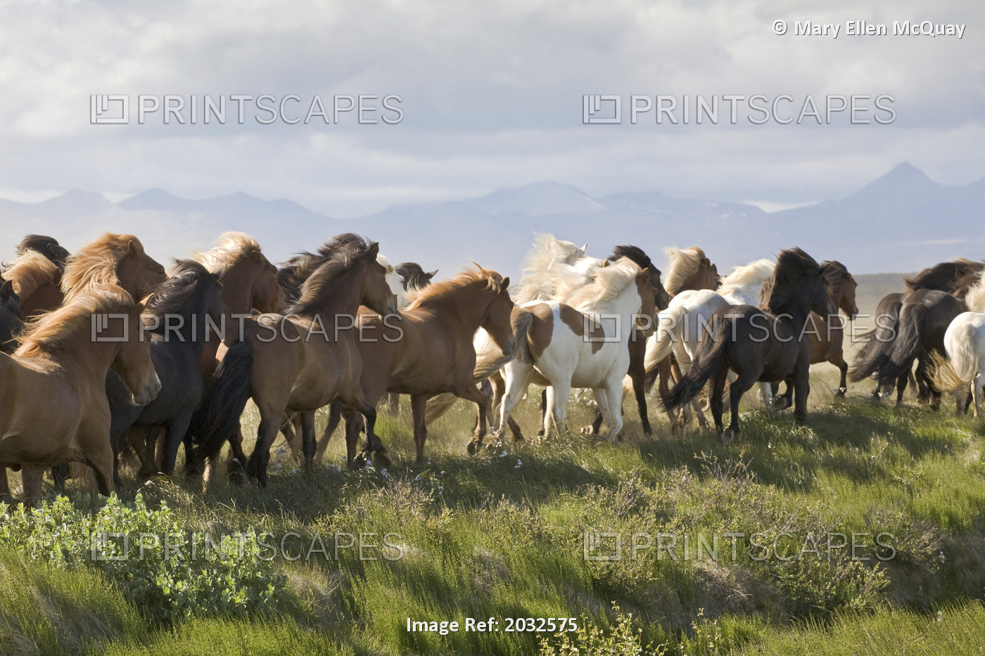 Herd Of Galloping Horses, Near Rykenholt, West Iceland