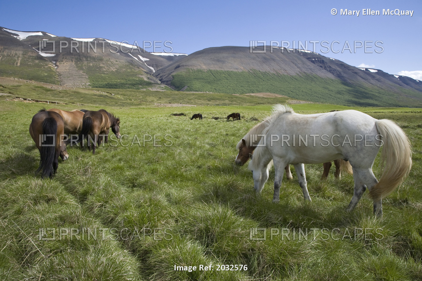 Herd Of Horses, Near Akureyri, Northern Iceland