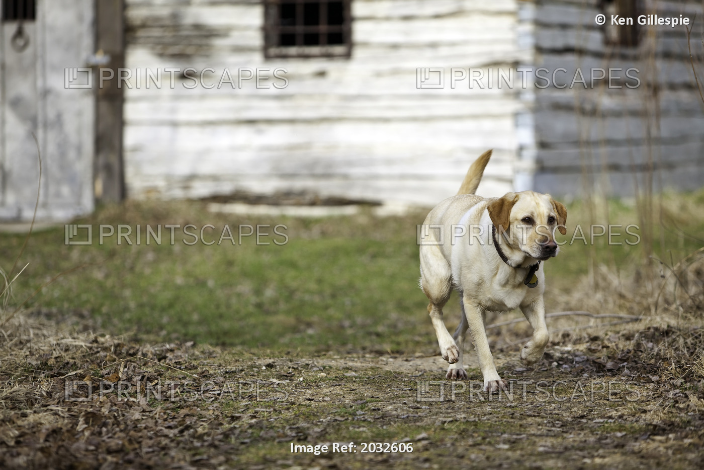 Male Yellow Labrador Retriever In Front Of Depression Era Farmhouse, Kudlowich ...