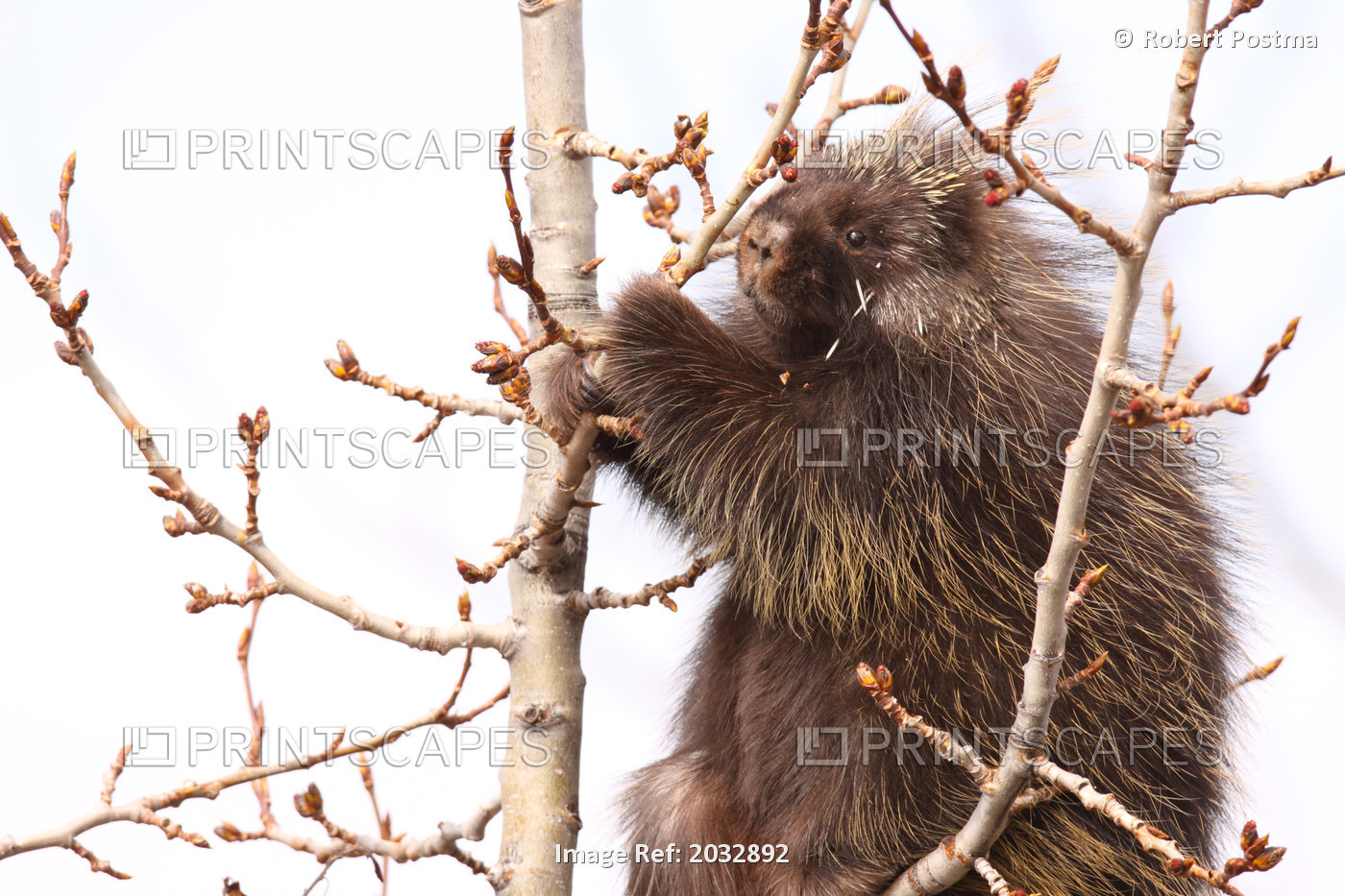 Porcupine Up A Tree Eating Buds, Northern British Columbia
