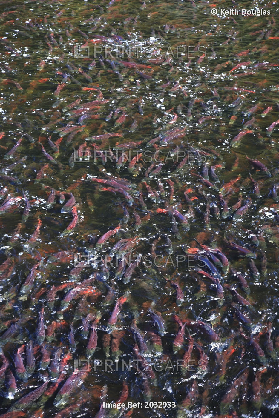 Mass Of Sockeye Salmon, Fulton River Enhancement Facility, The Largest Of Its ...