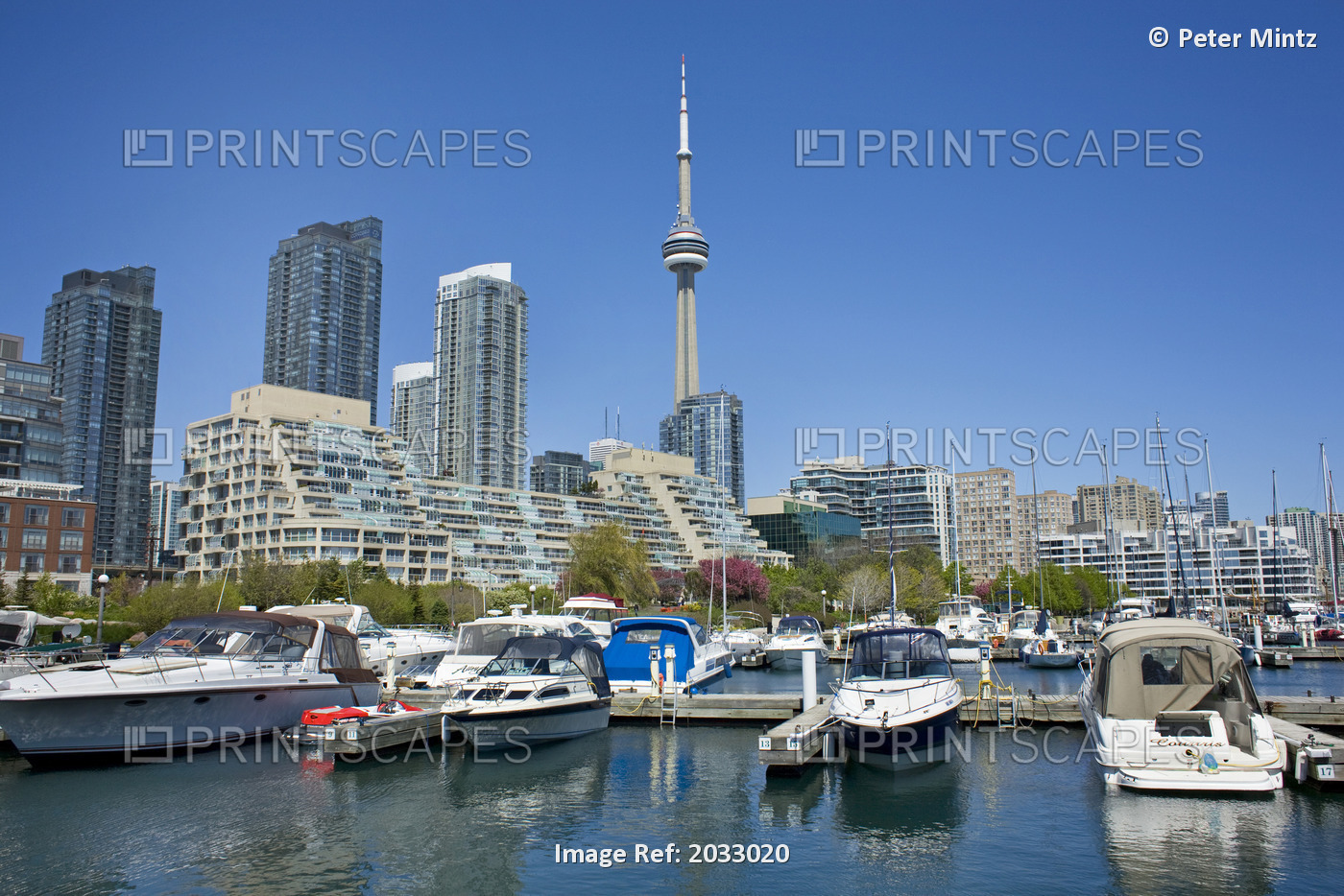 Boats Docked In Harbour, Condos And Cn Tower In Background, Harbourfront, ...
