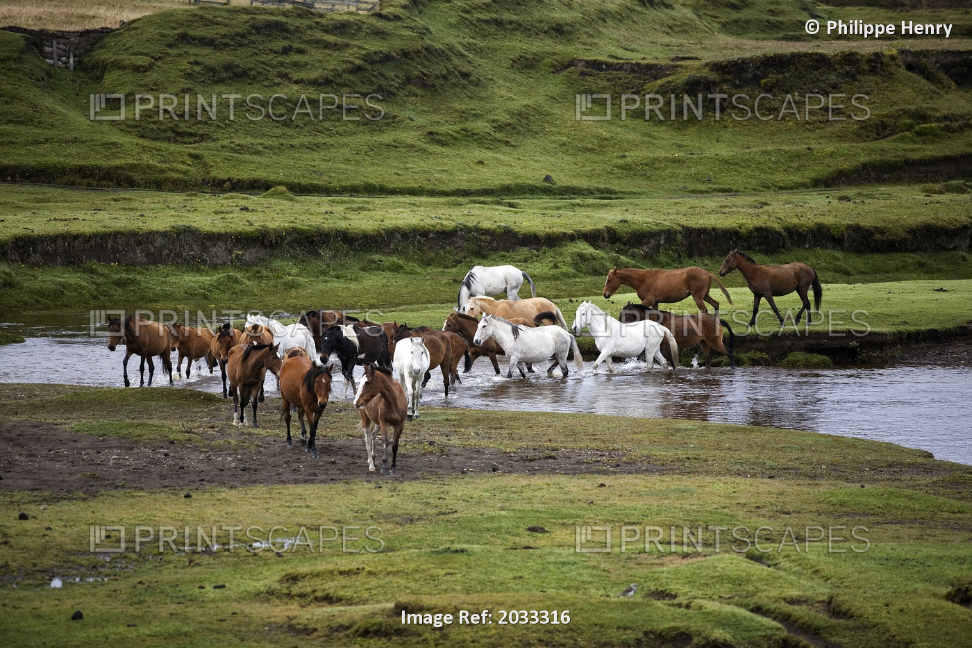 Wild Horses Crossing River, Hacienda Yanahurco, Napo Province, Ecuador