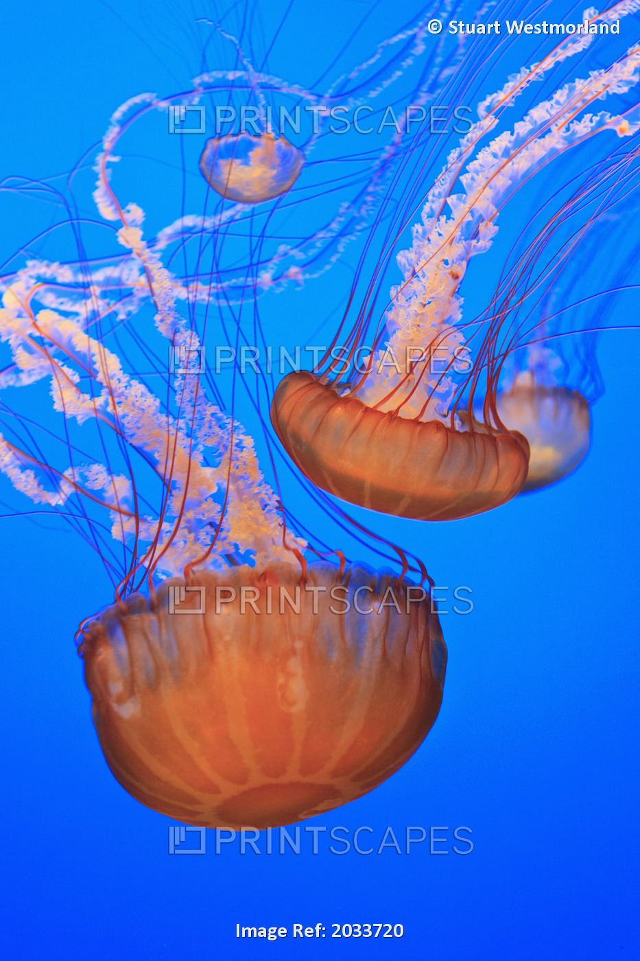 Sea Nettles (Chrysaora Fuscescens) In Monterey Bay Aquarium Display; Monterey, ...