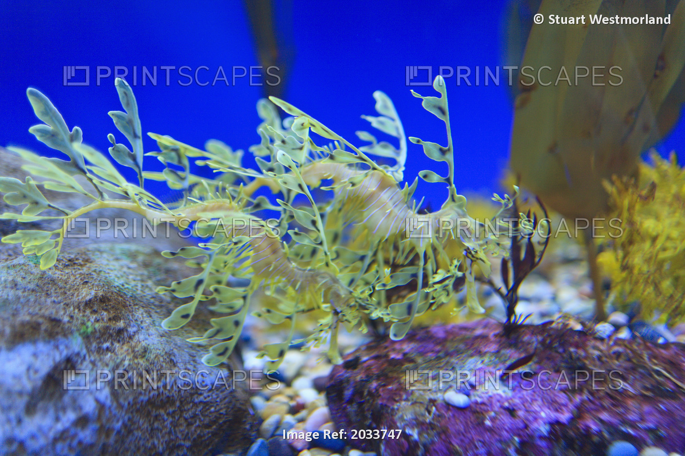 Leafy seadragon (phycodurus eques) at the monterey bay aquarium;Monterey ...