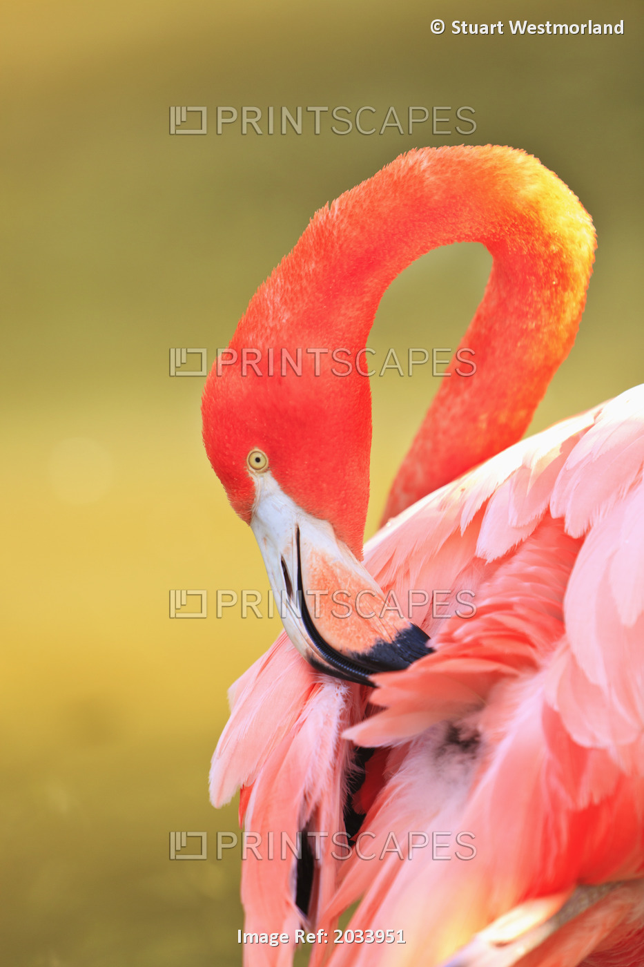 Caribbean Flamingo (Phoenicopterus Rube) At The San Diego Zoo; San Diego ...