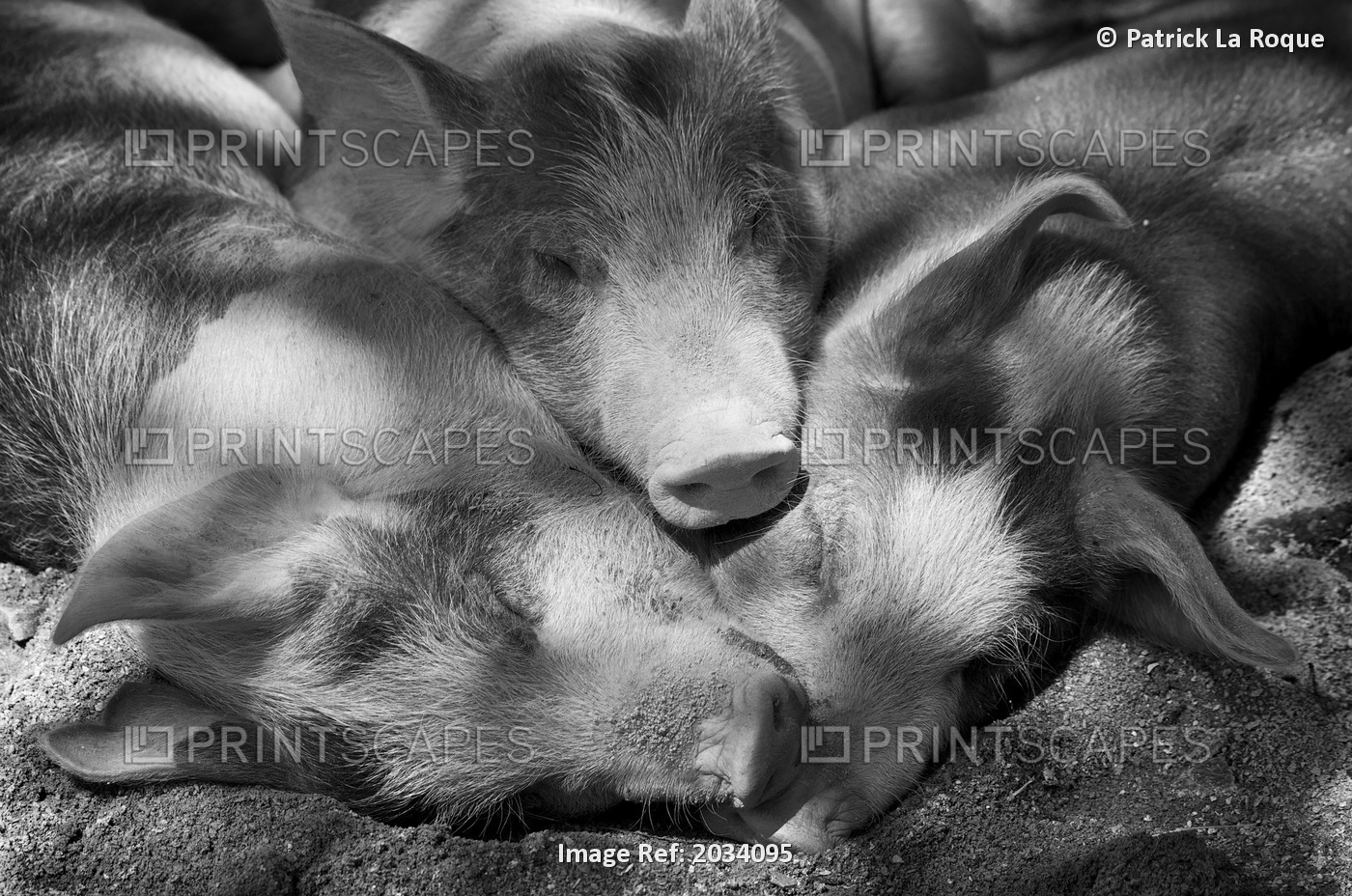 Three Piglets Sleeping Against Each Other In The Shade, Granby Zoo, Granby, ...