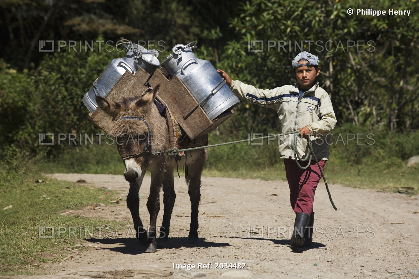 A Kid Uses A Donkey To Take The Milk To The Milkman. Irubi County, Province ...