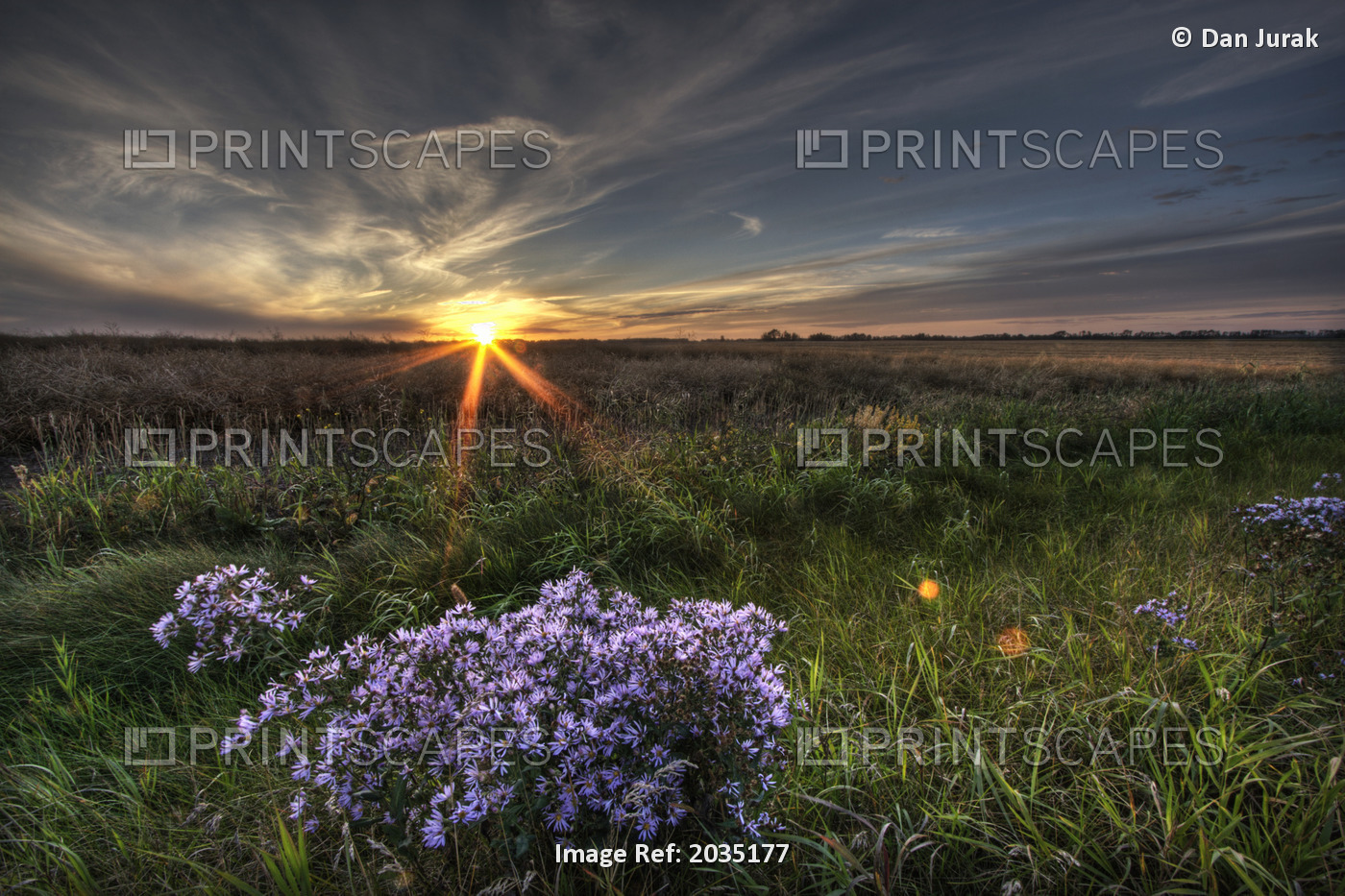 Summer Sunset Over Prairie Wildflowers North Of Bon Accord, Alberta.