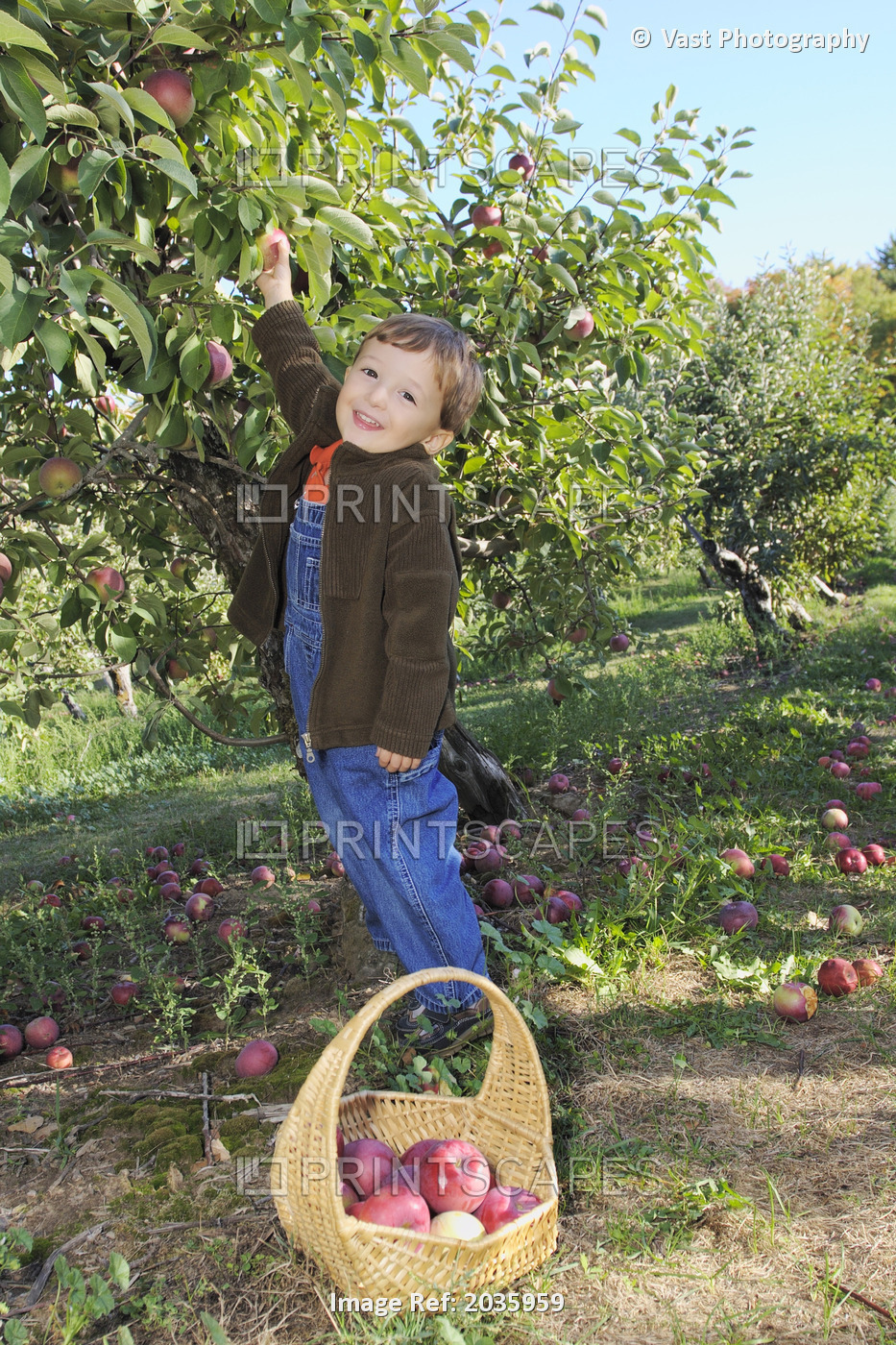 Boy Picking Apples, Uxbridge, Ontario