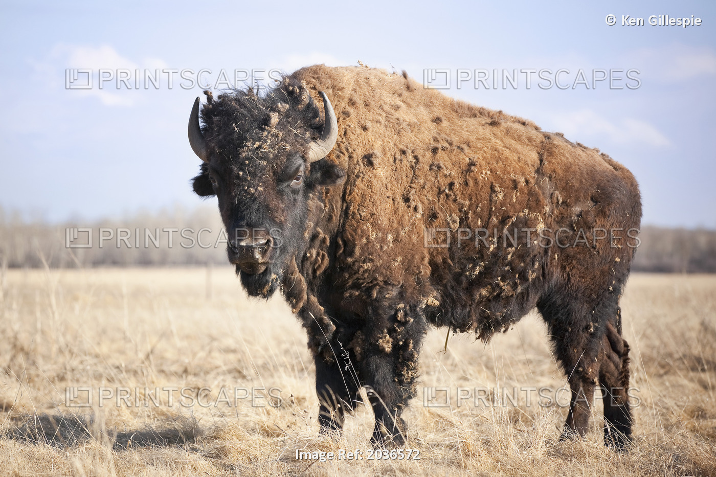Plains Bison Shedding Winter Coat, On The Canadian Prairie, Manitoba, Canada.