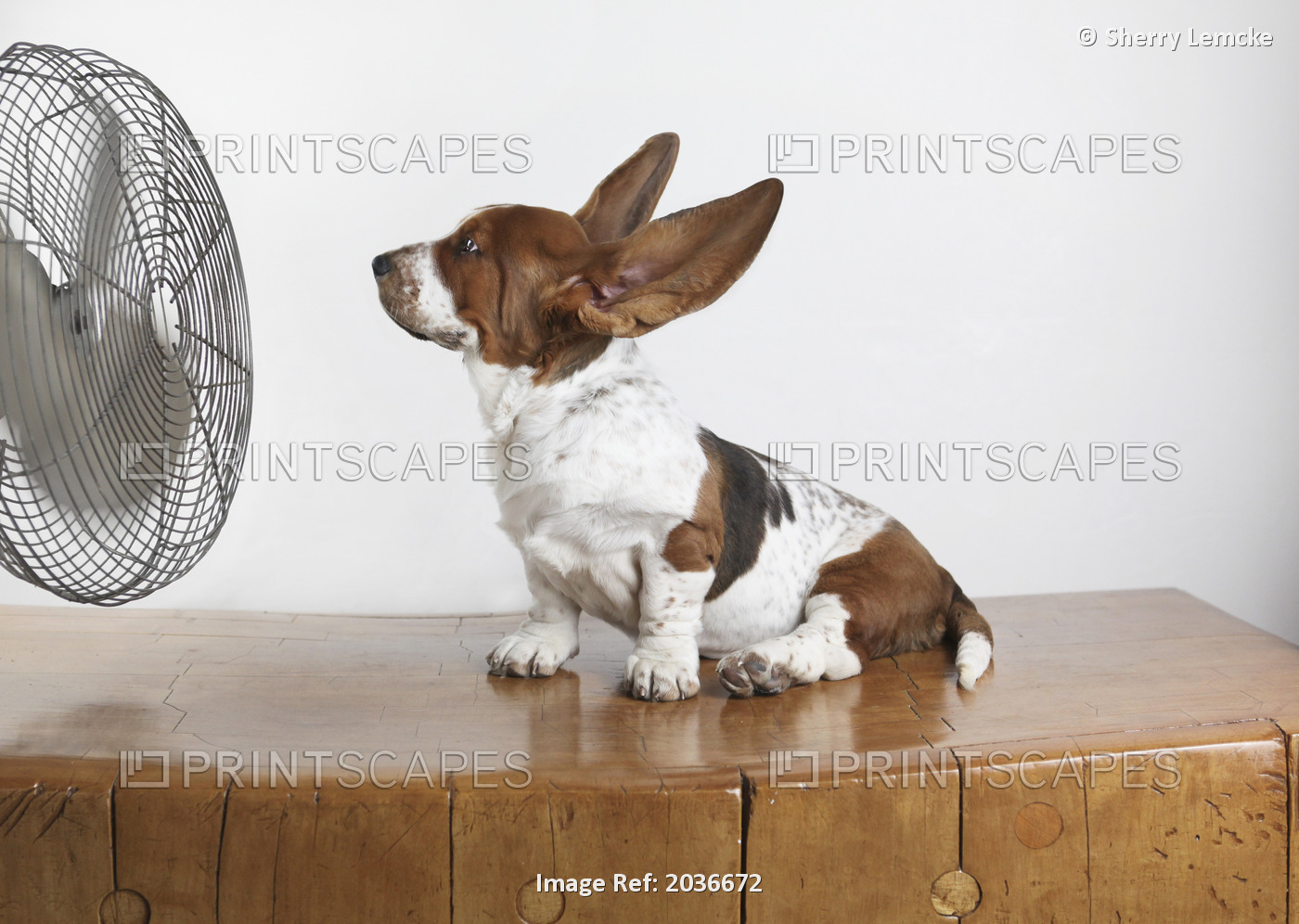 Studio Shot Of A Basset Hound With Fan Blowing It's Ears Up.