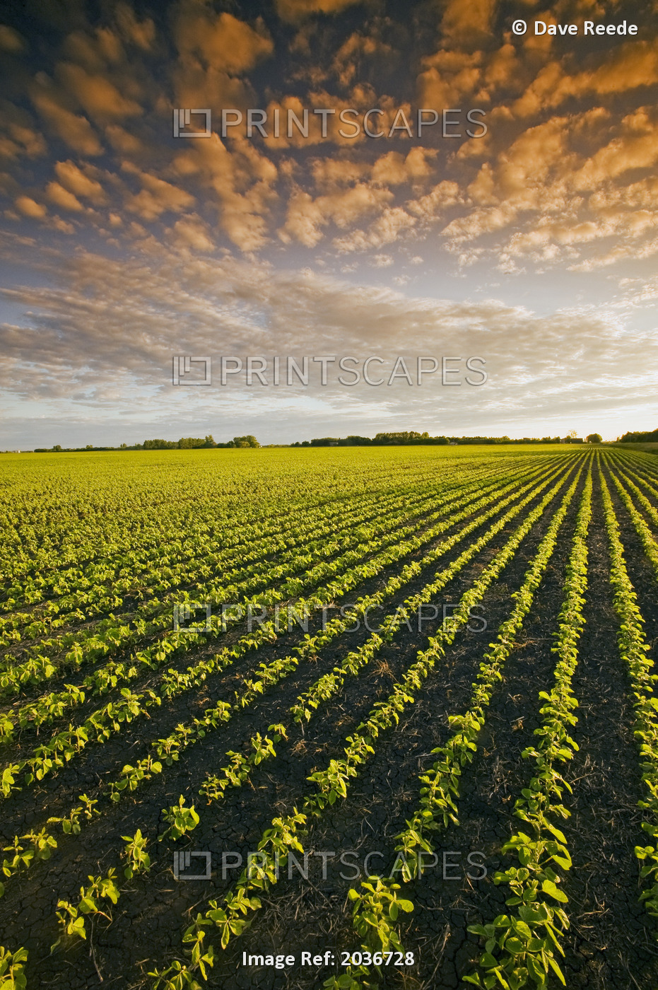 Early Growth Soybean Field Near Lorette, Manitoba, Canada
