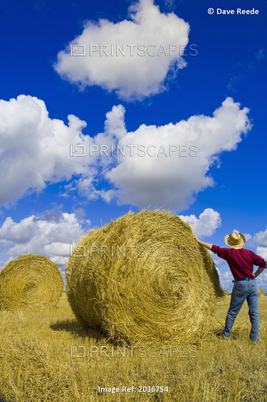 A Man Looks Out Over Grain Straw Rolls And Sky With Cumulus Clouds, Near Carey, ...