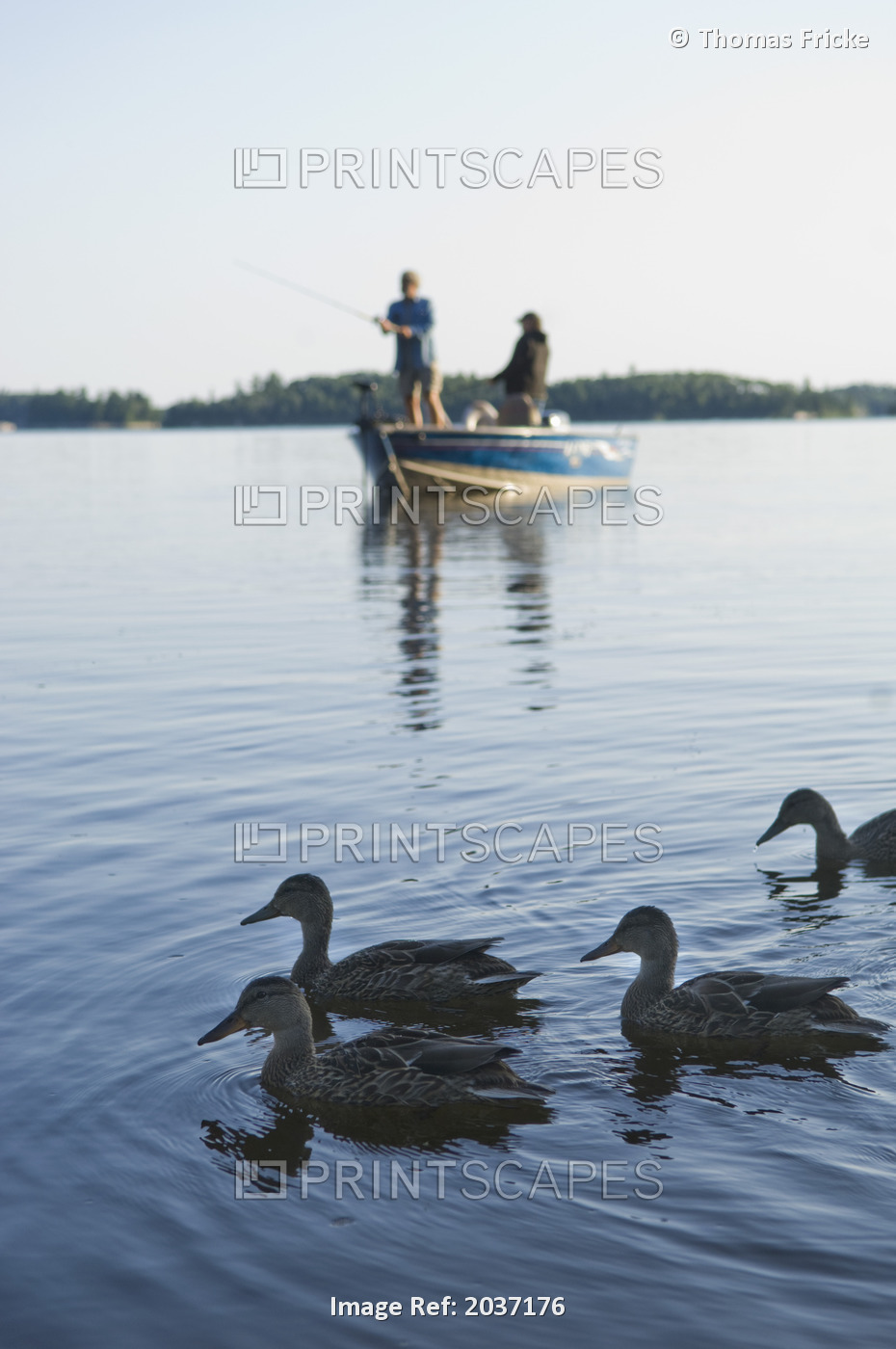 Two Men Fishing From Their Boat With Ducks Swimming By On Gunn Lake, Ontario, ...