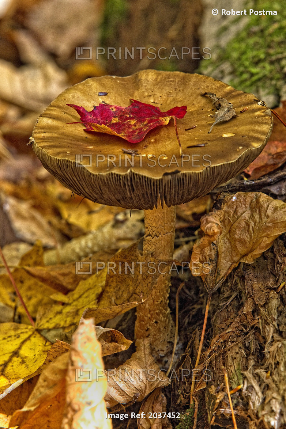 Mushroom With Leaf On It, Algonquin Provincial Park, Ontario.