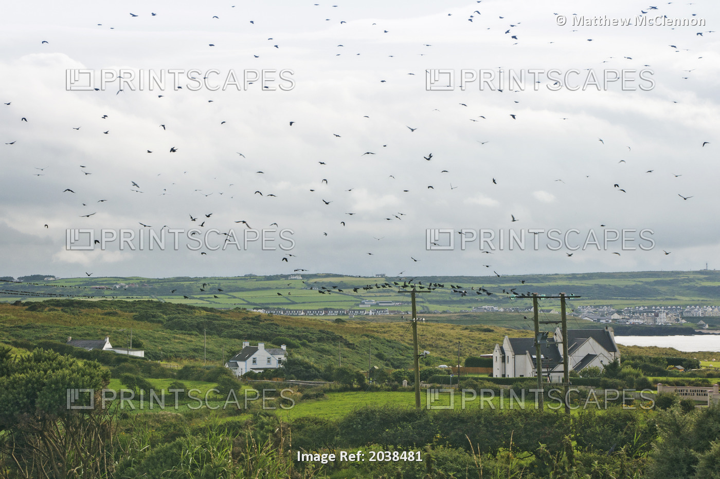 Birds Near Portballintrae, County Antrim, Northern Ireland, United Kingdom
