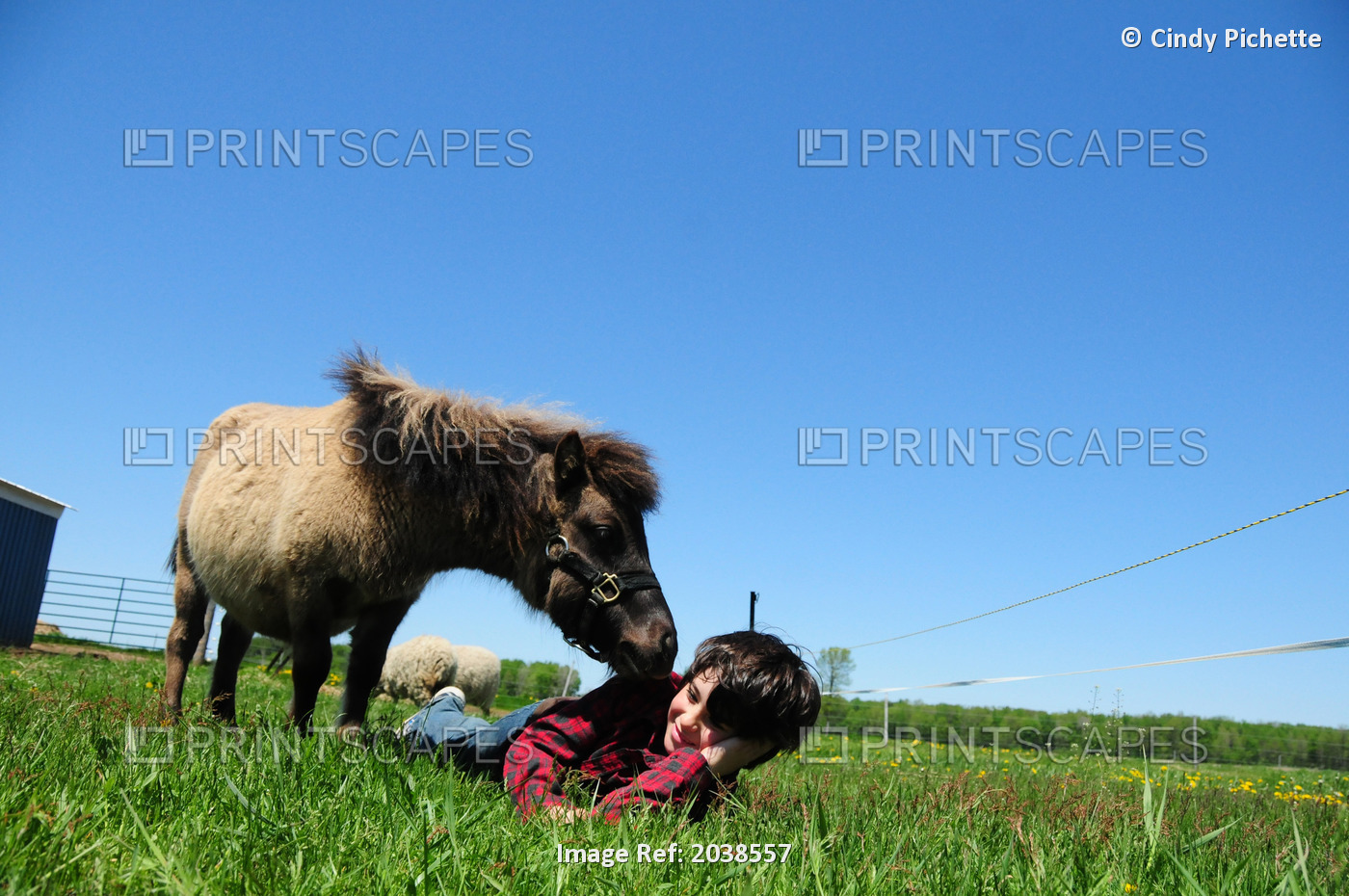 Boy Lying In Grass With A Miniature Horse, Simcoe, Ontario