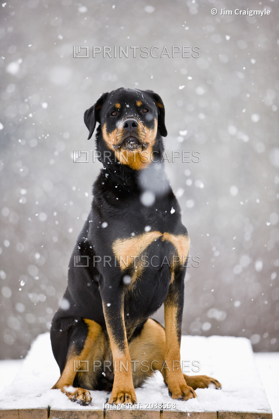 Female Rottweiler Sitting On Top Of A Picnic Table During A Snow Storm, ...