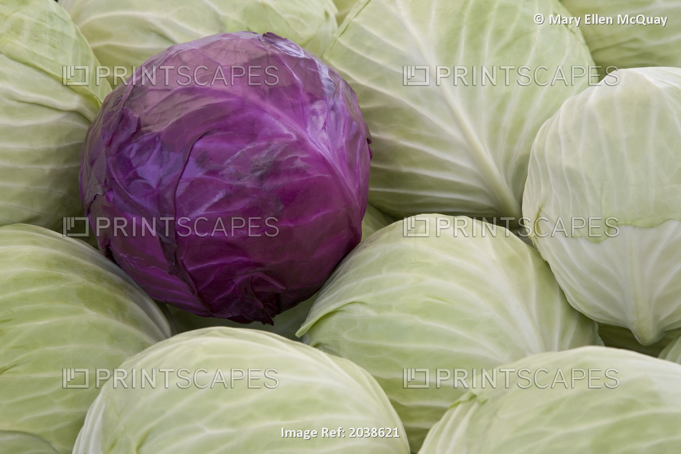 Fresh Cabbages In A Farmer's Market, Vernon, Okanagan Valley, British Columbia