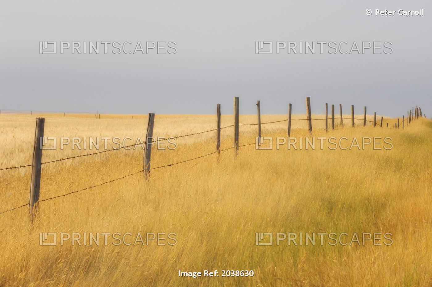 Barley Field And Fenceline, Southern Saskatchewan