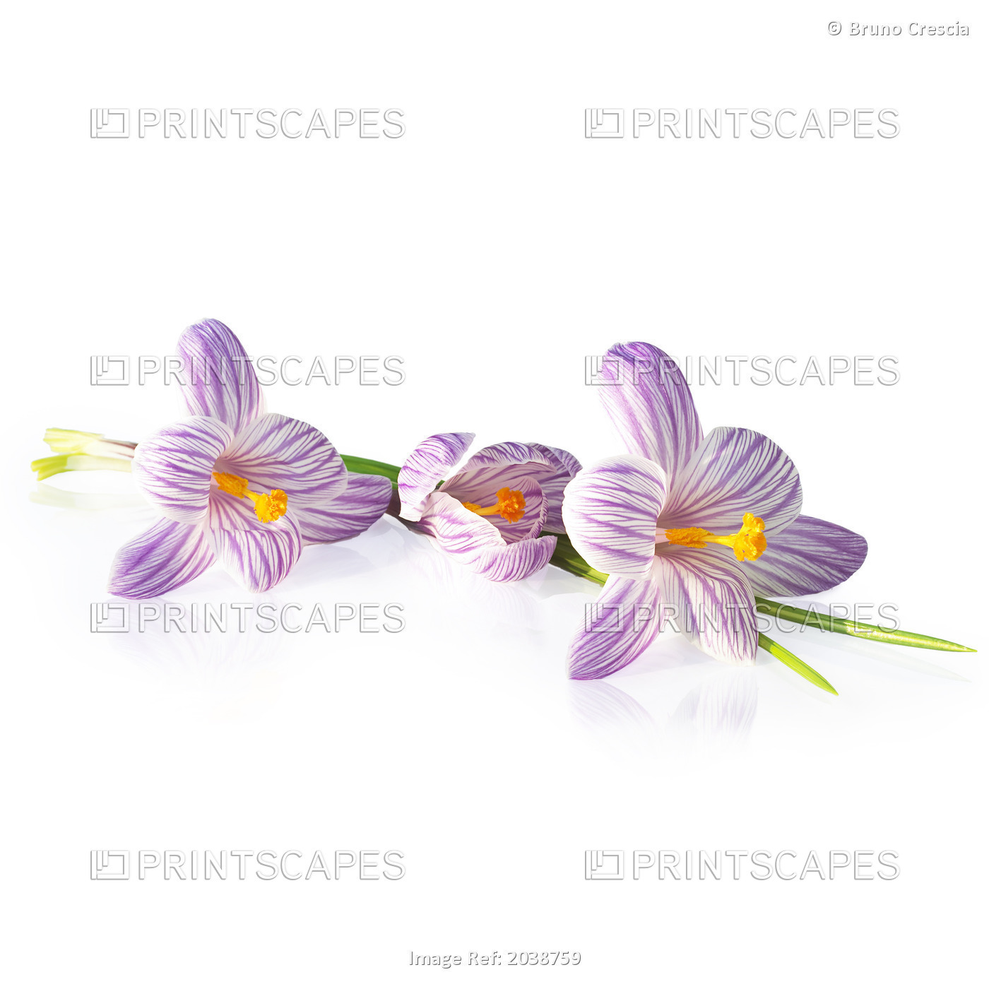 Crocus Flowers On A White Background