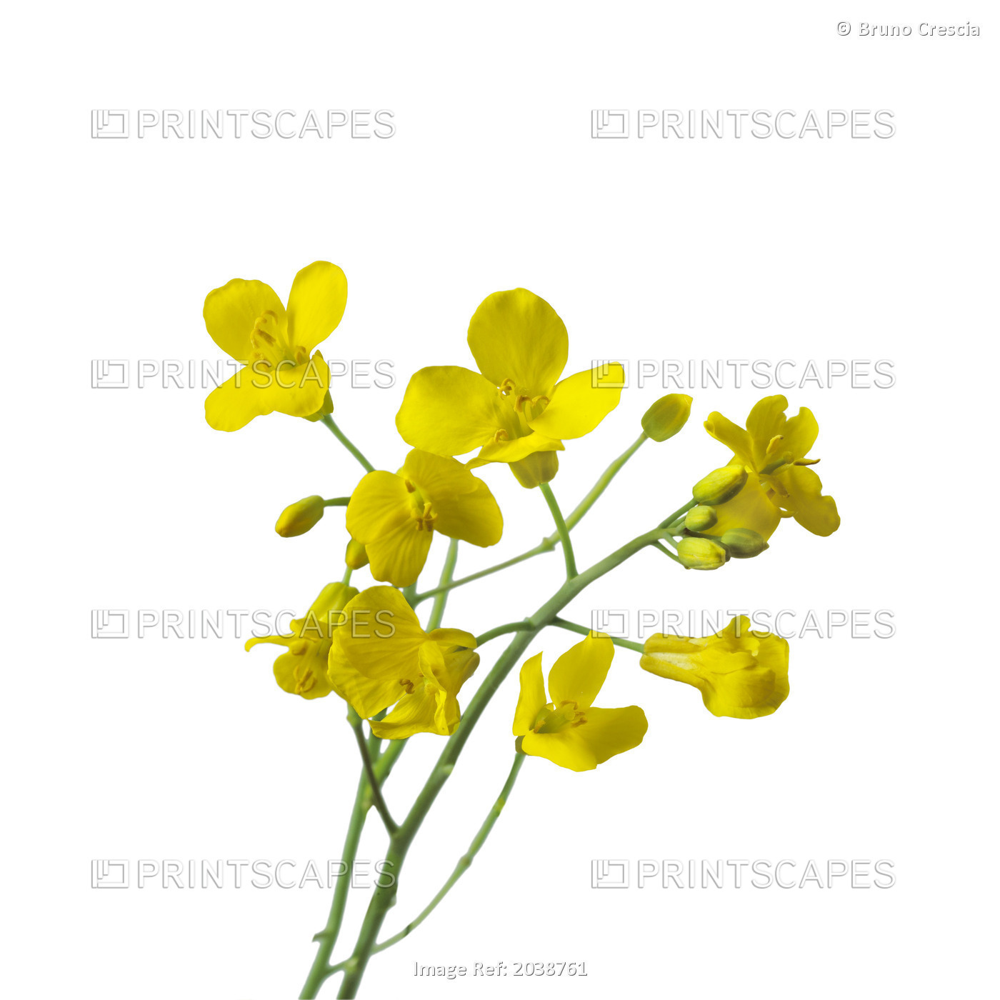 Canola Flower On A White Background