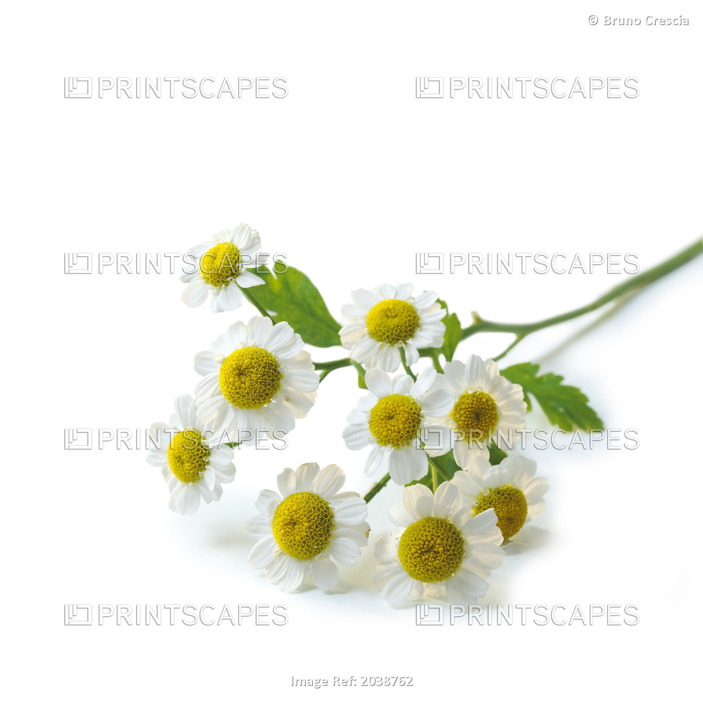 Chamomile Flowers On A White Background