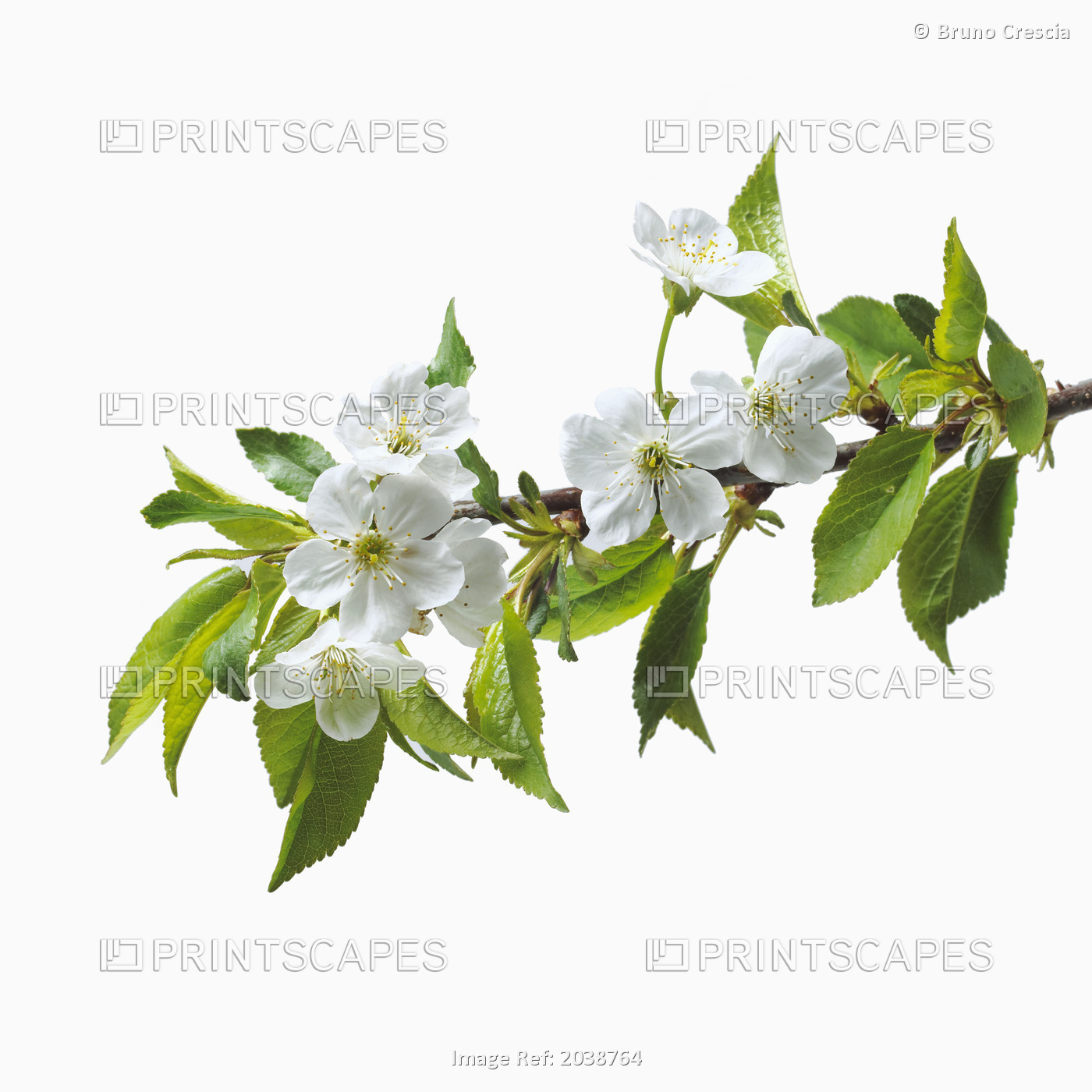 Cherry Blossoms On A White Background
