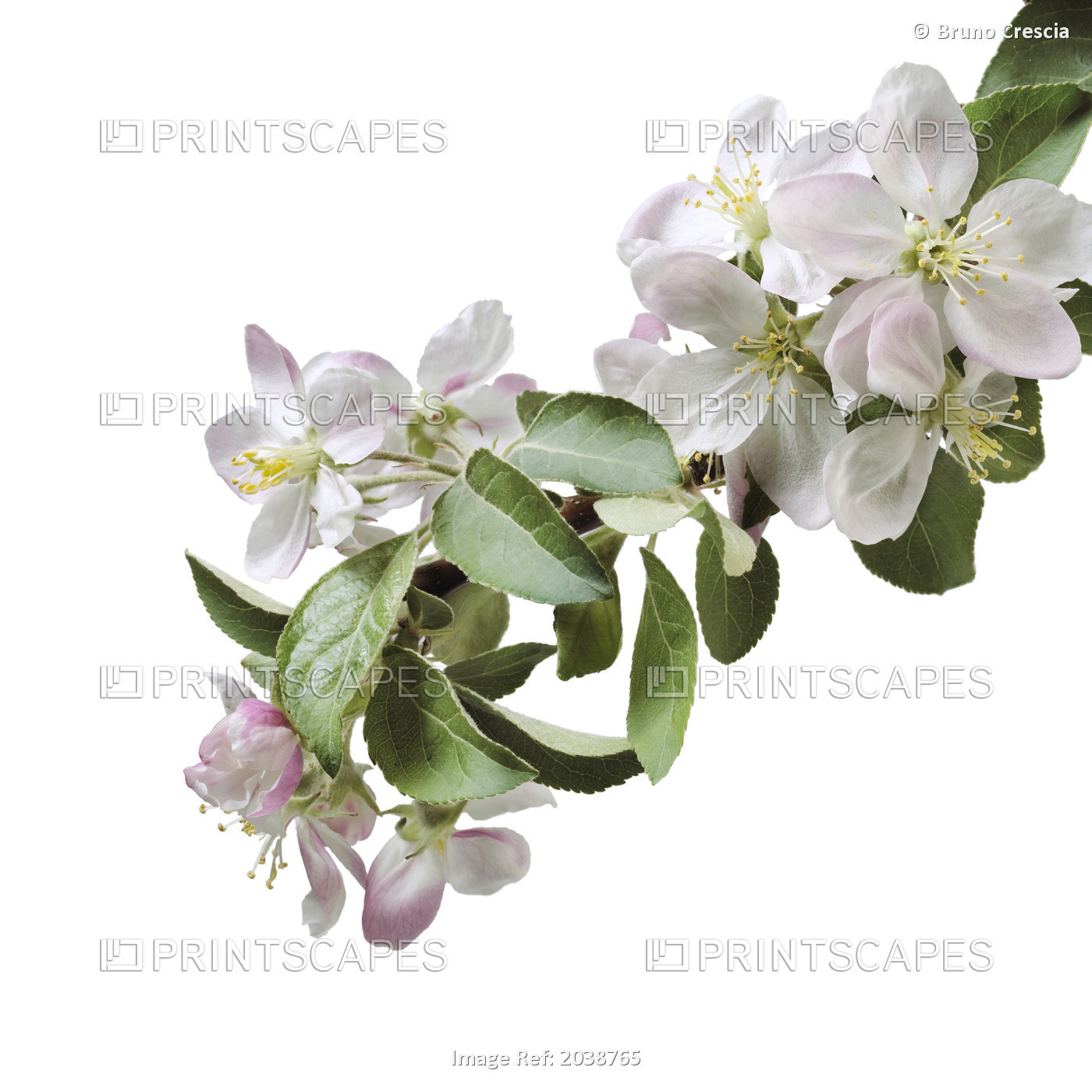 Apple Blossoms On A White Background