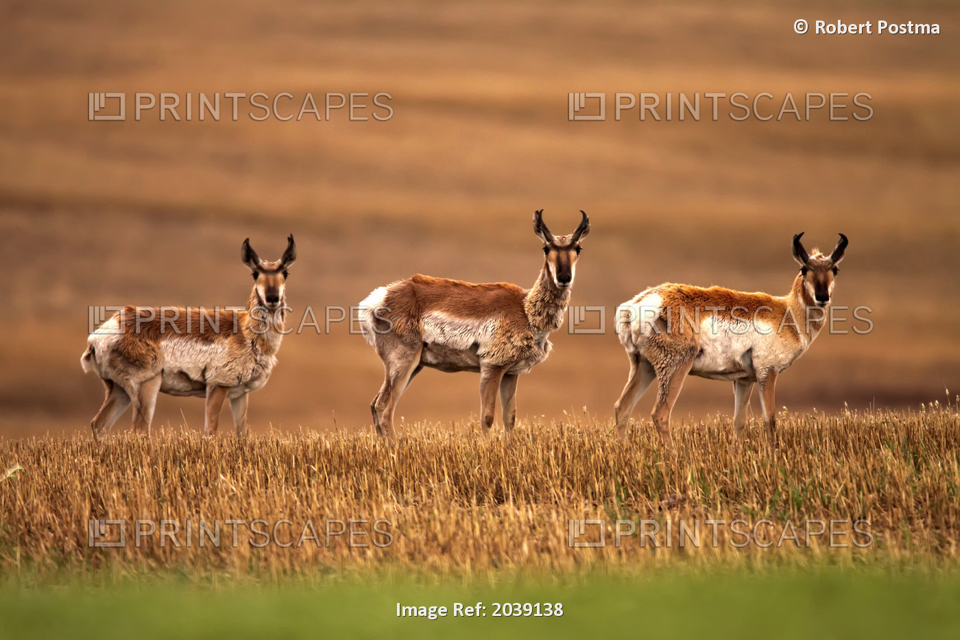 Pronghorn Antelope In A Cultivated Farmers Field, Saskatchewan
