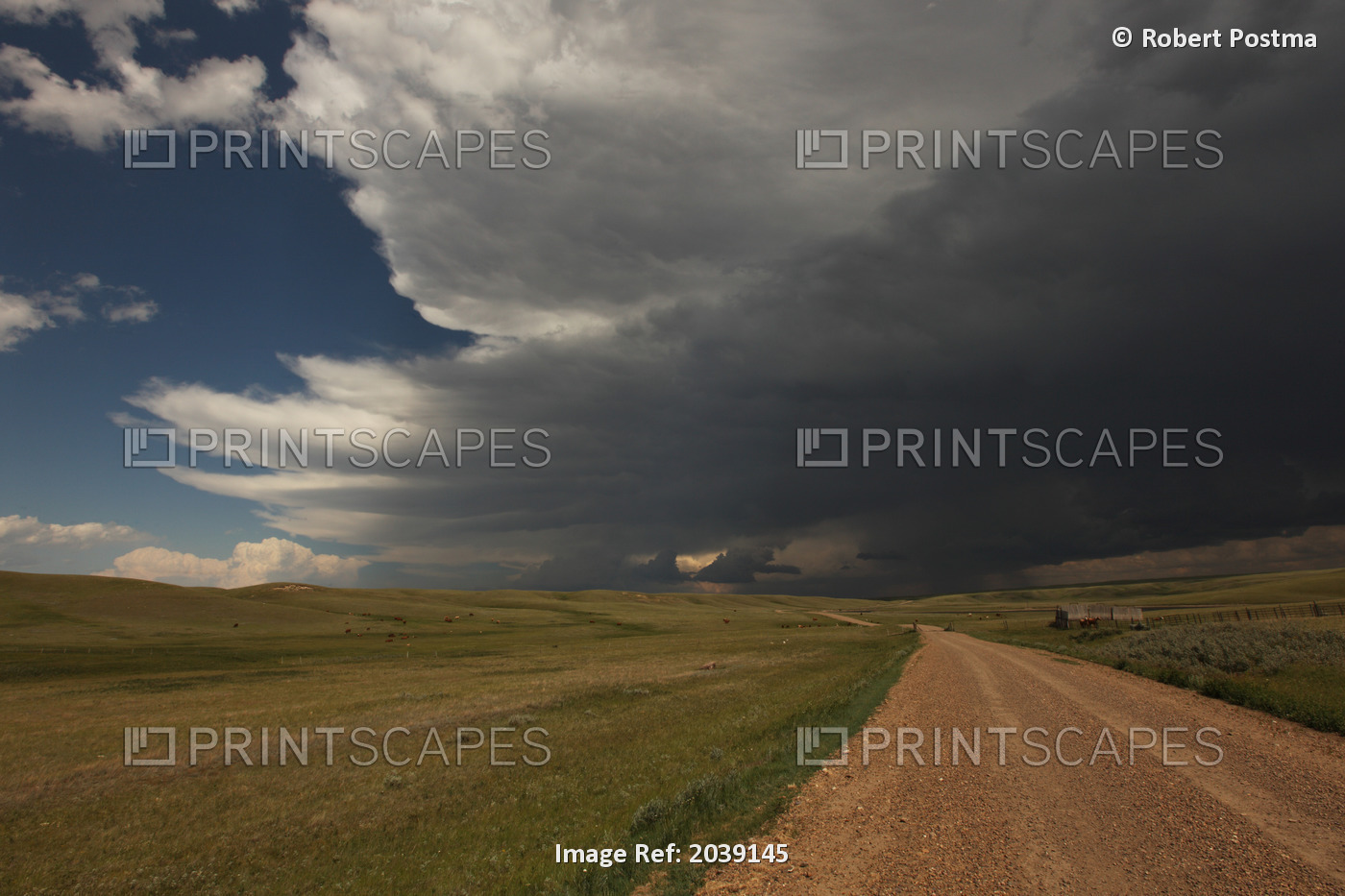 Storm Clouds Gather Over An Herd Of Cattle On A Ranch, Rural Saskatchewan
