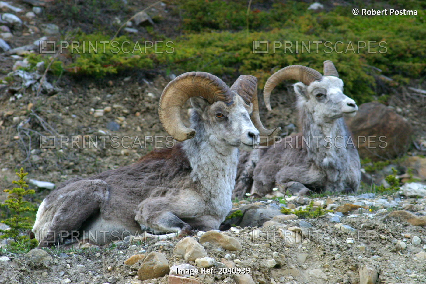Stone Mountain Sheep, Stone Mountain Provincial Park, British Columbia