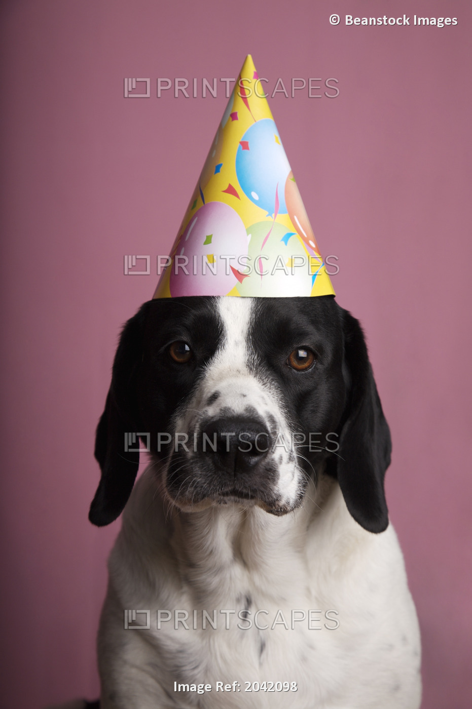 Springer Spaniel Mix Dog In Birthday Hat