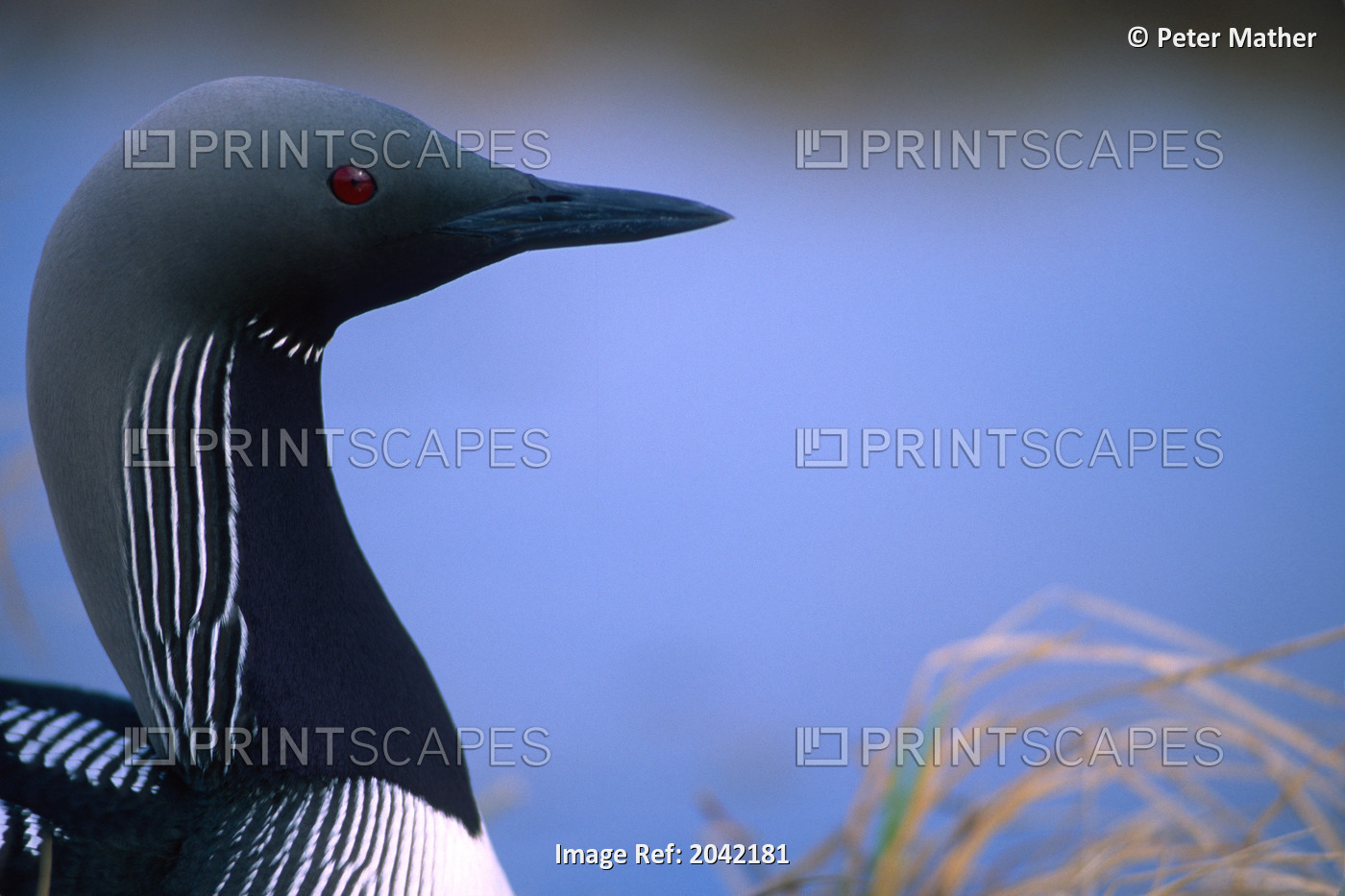 Close Up Portrait Of An Arctic Loon (Pacific Loon), Richardson Mountains, Yukon