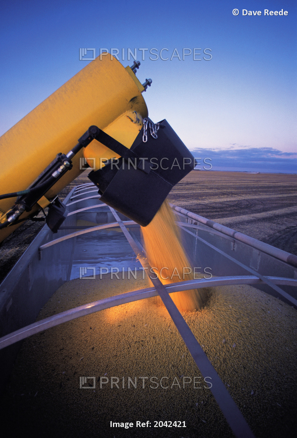 Farm Truck Being Loaded With Soybeans During The Harvest, Near Lorette, Manitoba