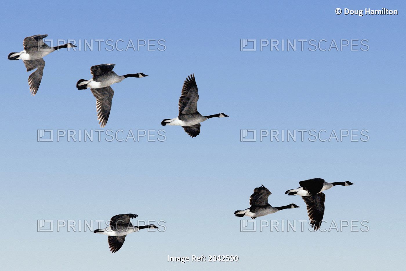 Canada Geese In Flight, Algonquin Park, Ontario