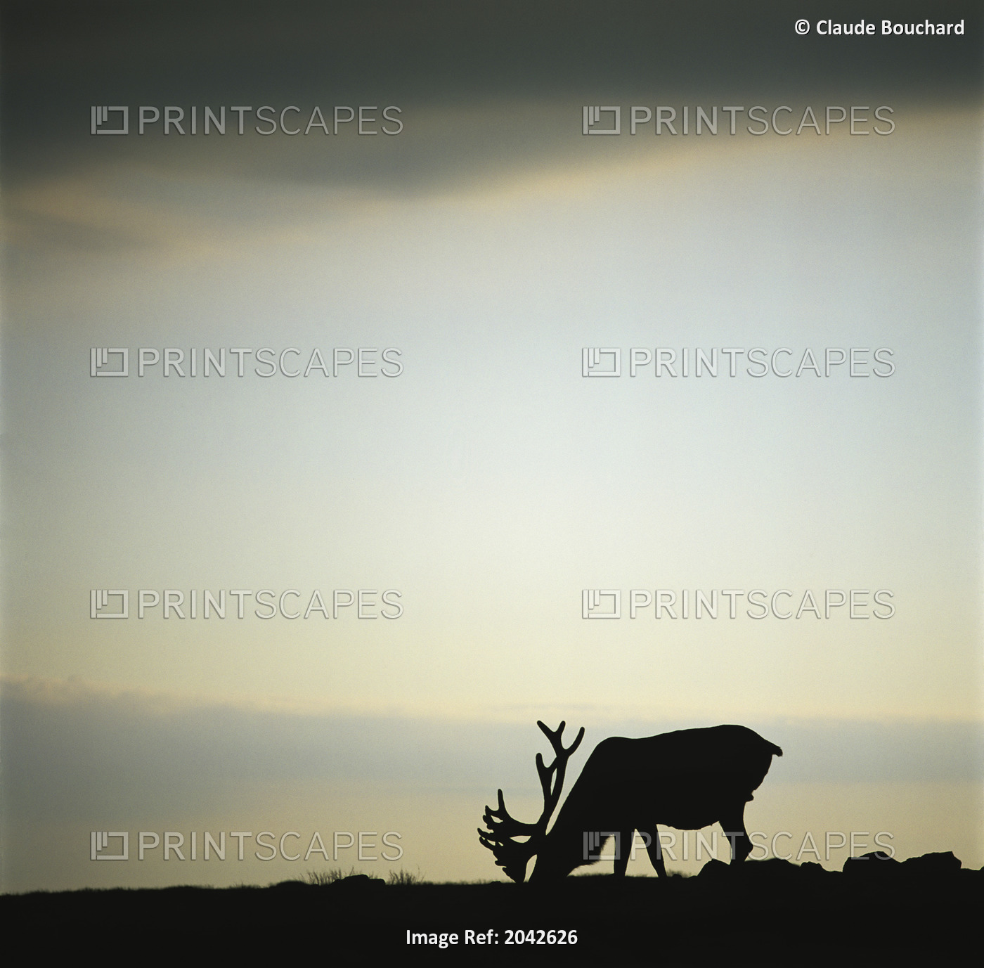 Silhouette Of A Male Caribou At Sunset, Gros Morne Mountain, Gros Morne ...