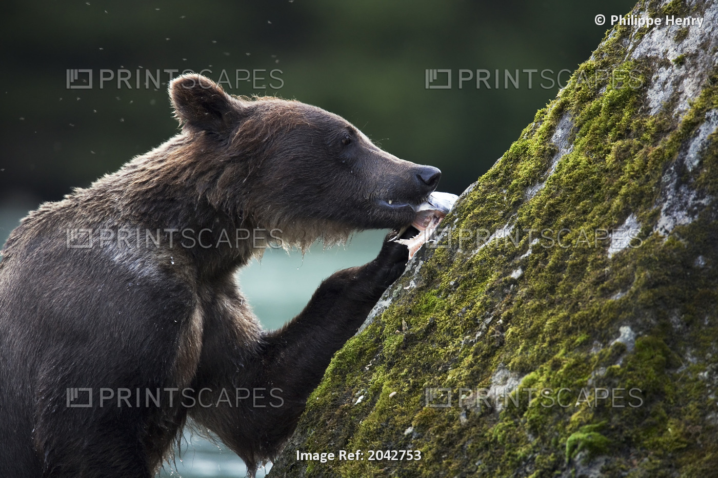 Grizzly Bear (Ursus Arctos Horribilis) Eating A Salmon On A Rock, Chilkoot ...