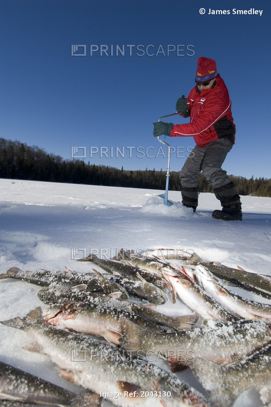 Man Digging A Borehole In A Lake For Ice Fishing With Trout In The Foreground, ...