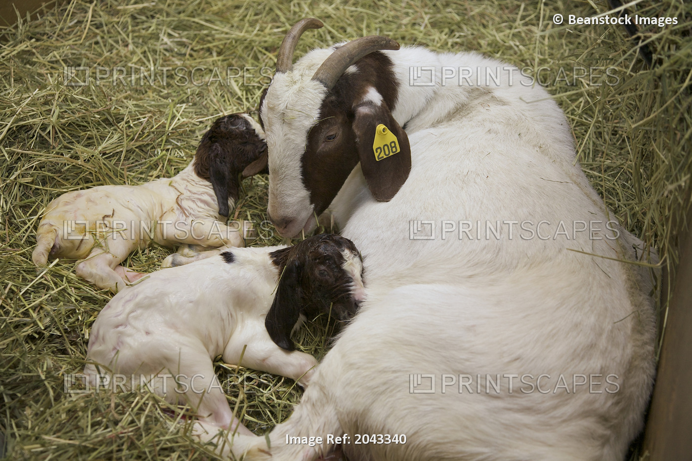 Goat Giving Birth In Spring, Alliston, On