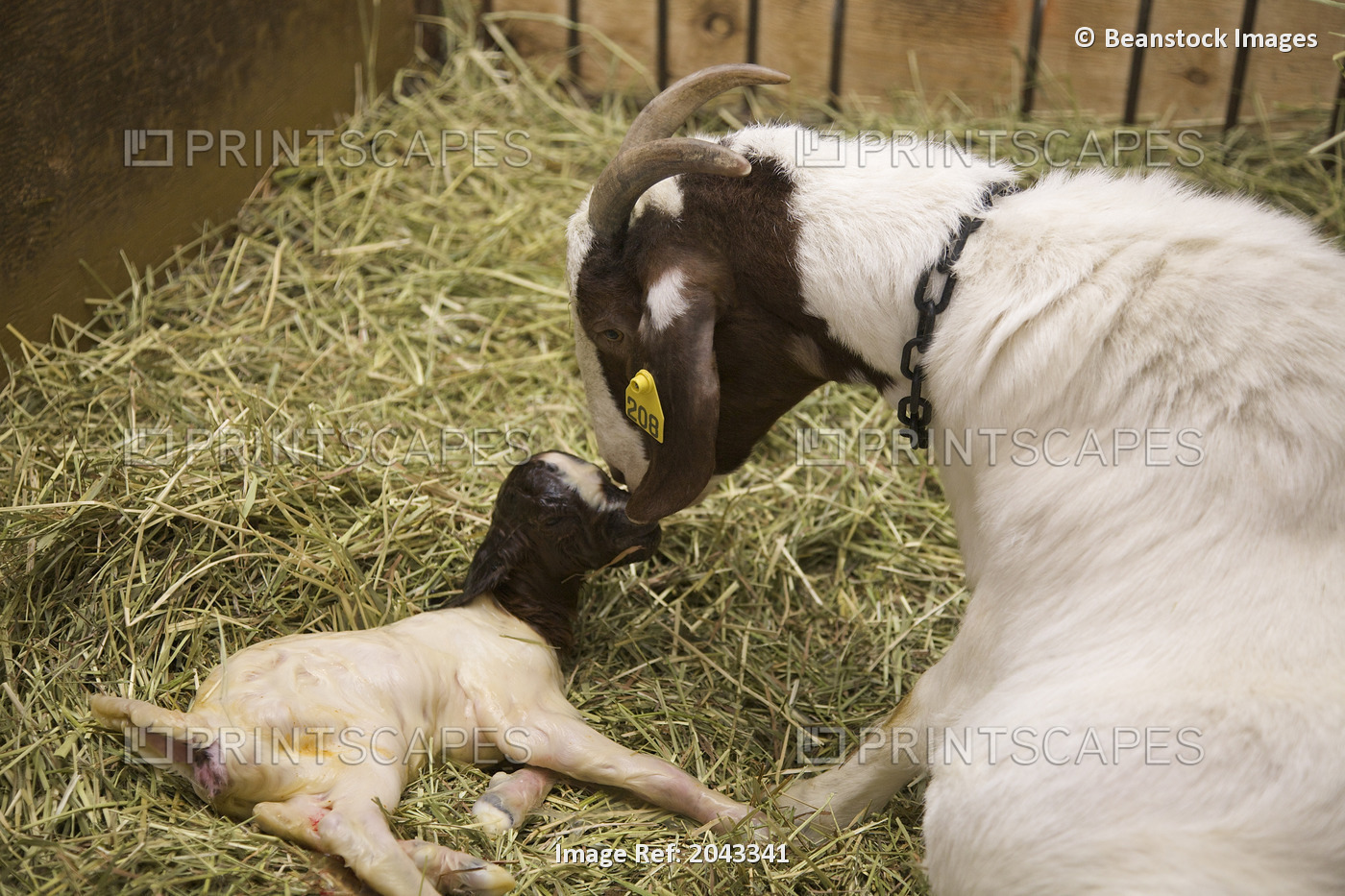 Goat Giving Birth In Spring, Alliston, On