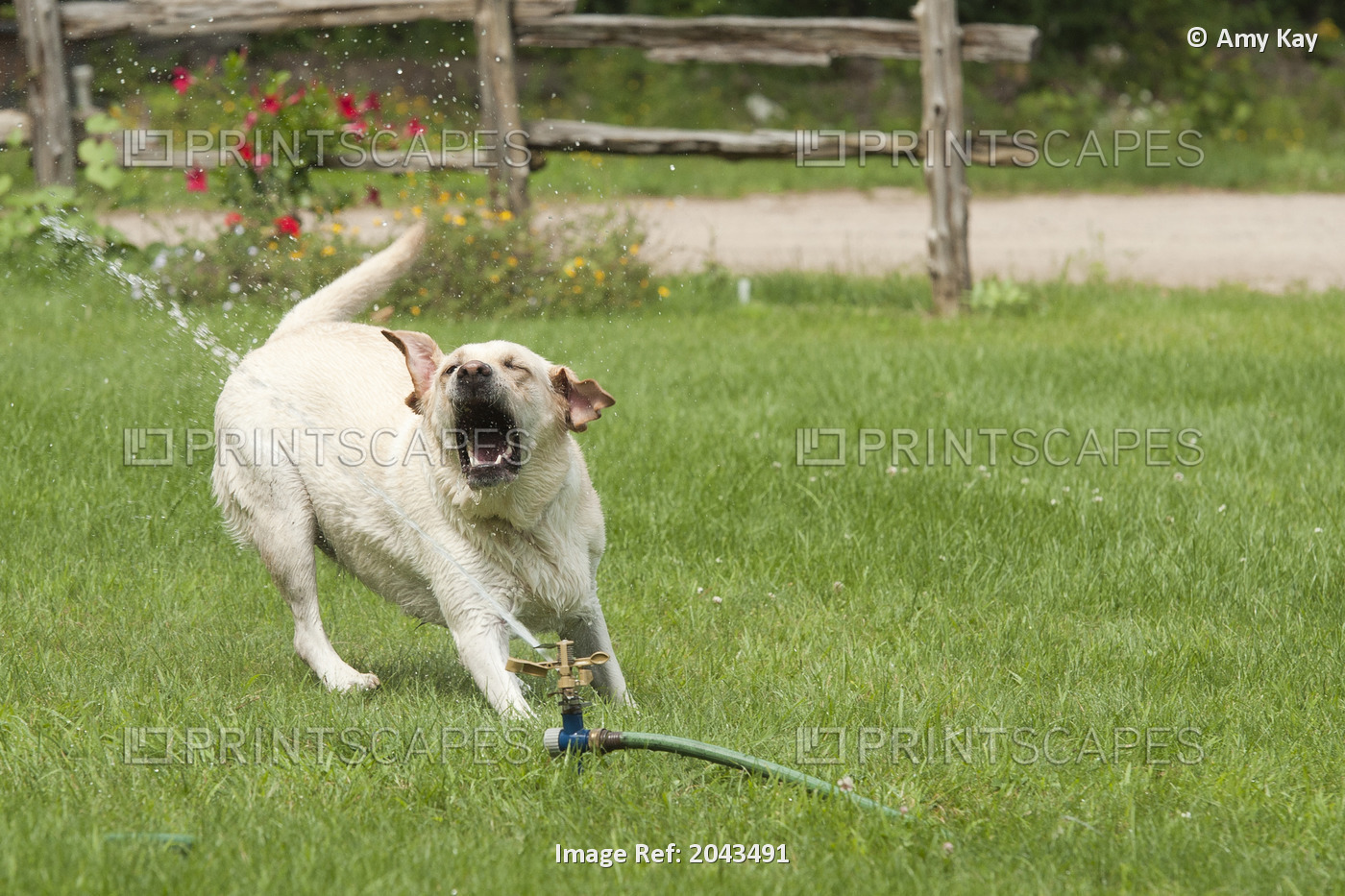 Yellow Labrador Retriever Dog Trying To Catch Water From A Sprinkler, Ontario