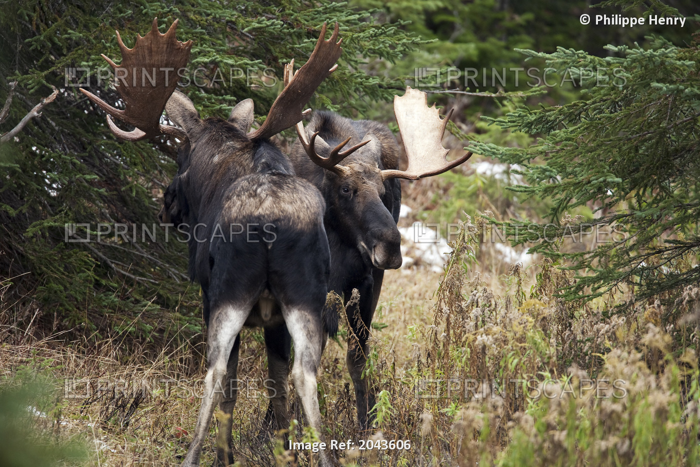 Moose. Males Fighting During The Rut. Alces Alces. Gaspesie National Park. ...