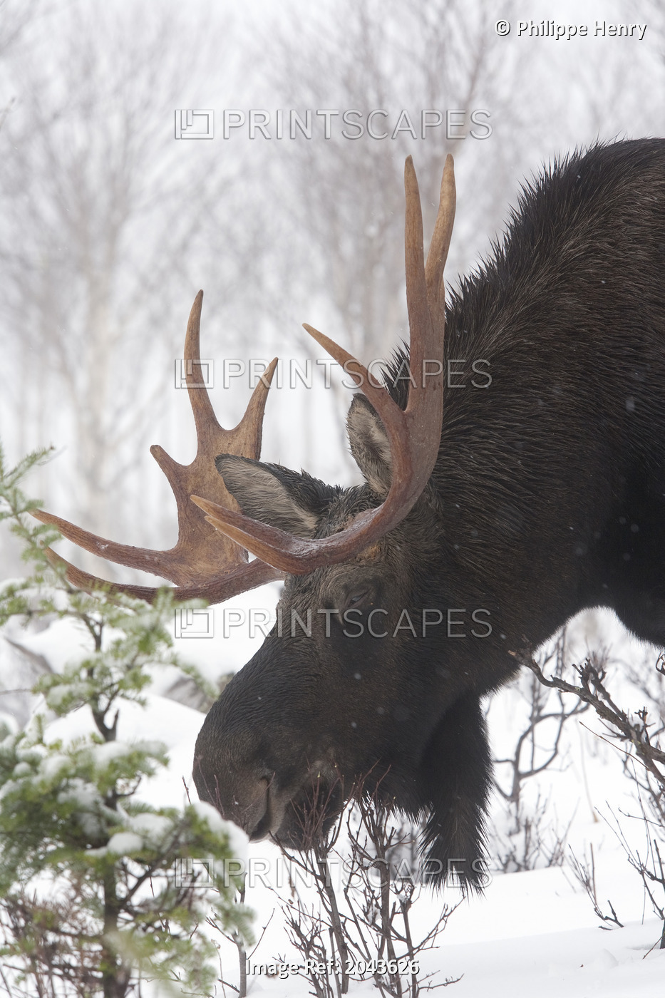 Male Moose Grazing In Winter, Gaspesie National Park, Quebec, Canada